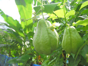 ハヤトウリ＜無農薬・無化学肥料の自然農法＞ - 矢戸田自然塾 自然農法