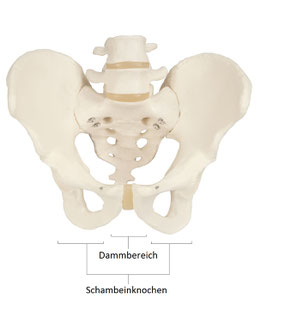 Fahrrad Ergonomie Becken Haltung