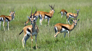 Gazzelle di Thomson - Masai Mara Reserve