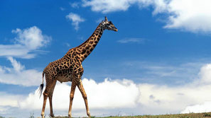 Giraffa masai 