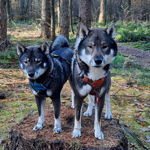 四国犬 Shikoku Ken, dutch shikoku breeder