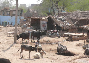 Kühe in Trockengebiet in Indien
