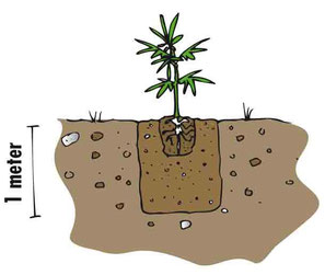 Hanf Cannabis in vorbereitete Erde Outdoor aussetzen und eingraben