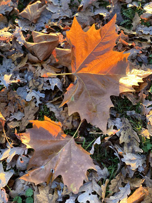 Bunte Herbstblätter liegen im Wald