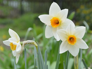 Narcissus 'Suhaili'