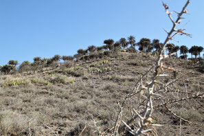 This rare aucalyptus forest near Arusha was a filming site of John Wayne's "Hatari!"