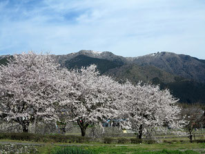 満開の桜の奥に蓬莱山