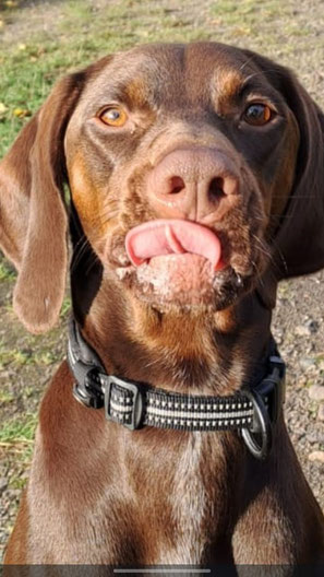 Foto eines braunen Hundes, der sehr niedlich in die Kamera guckt und die Zunge ein Stückchen draußen hat. 