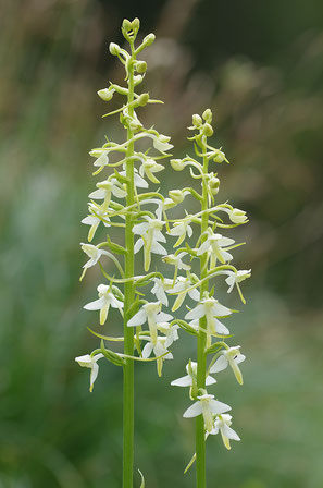 Zweiblättrige Waldhyazinthe Natur des Jahres 2011 Orchidee des Jahres 2011 NABU Düren
