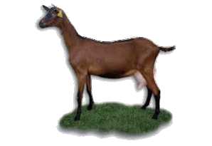 chèvre alpine race des chèvres de la fromagerie du Purdeau
