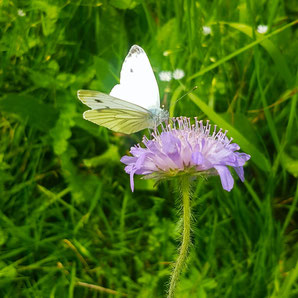 Ein weißer Schmetterling sitzt auf einer lilafarbenen Blüte drumherum saftiges Gras