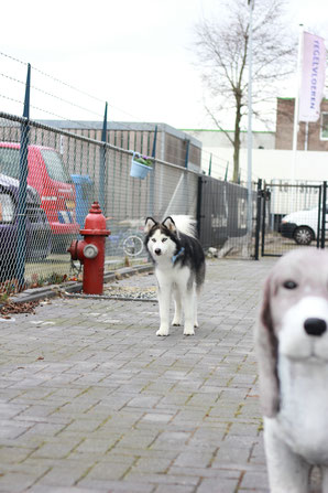 Husky Gaia na de trimbehandeling op het buitenplaatsje