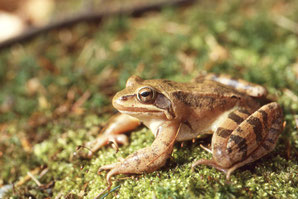 Springfrosch (Männchen), Foto: E. Andrä