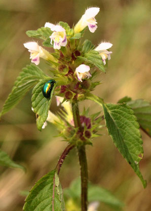 Stechender Hohlzahn - Galeopsis tetrahit; Wegrand bei Spielberg (G. Franke, 01.08.2021)