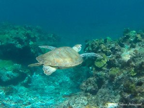 Tortue verte — Chelonia mydas (Linnaeus, 1758)