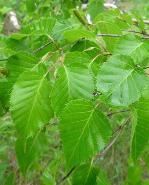ブナ ブナ科ブナ属 落葉広葉 高木 橅 Shiga Shizen ページ