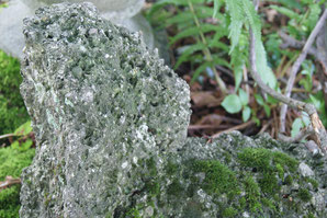 ein grauer Stein mit gruenem Moos und einem Farn