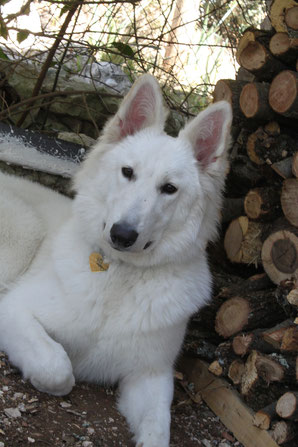 eagle ice of washoita ahow elevage berger blanc suisse chiot vente