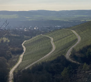 Thüngersheim - Weinberge