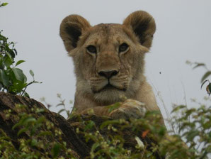 Kenia Safari in der Masai Mara