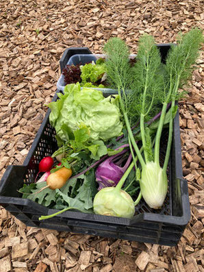 Kistli mit frisch geerntetem Bio-Gemüse vom Glück-Hof