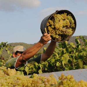 Wein aus Ibiza