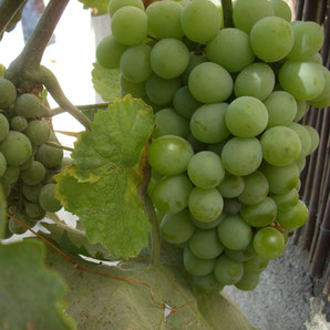 Wein aus Ibiza und Formentera