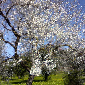 Mandelblüte auf Ibiza