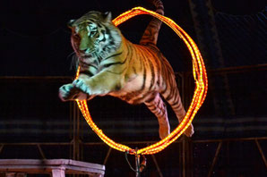 Zirkus Probst - Klick!
