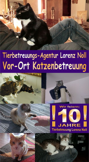 Tierbetreuung Lorenz Noll, Vor-Ort Katzenbetreuung für Frankfurt, Bad Vilben und Offenbach. Katzensitter und Tiersitter. Keine Katzenpension oder Tierpension!