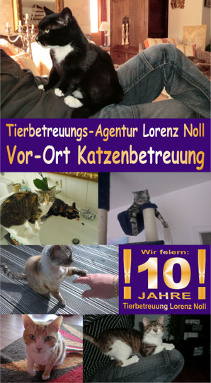 Tierbetreuung Lorenz Noll, Vor-Ort Katzenbetreuung für Frankfurt, Bad Vilbel und Offenbach. Katzensitter und Tiersitter. Keine Katzenpension oder Tierpension!