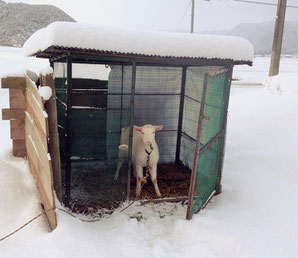 雪の中から…今年もよろしくお願いします！