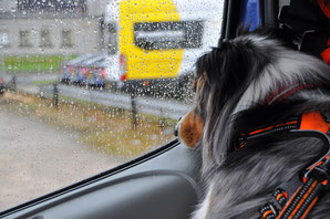 road trip ecosse, roadtrip scotland, highlands, chien, vacances, voyager avec son chien, randonnée, hiking dog