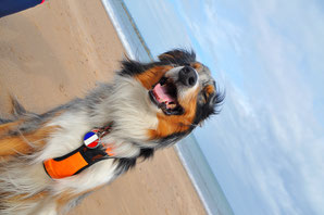 road trip ecosse, roadtrip scotland, highlands, chien, vacances, voyager avec son chien, randonnée, hiking dog