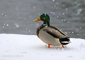 Stockerpel im Schnee