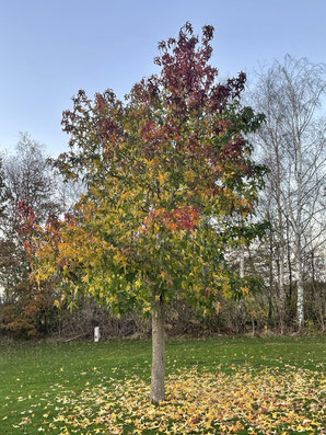 herfst kamperen Drenthe