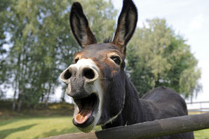 family trekking with a donkey in france