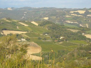 villa, raggi,  uve, sangiovese, cabernet, sauvignon, trebbiano, chardonnay, albana, predappio