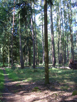 Übergang vom Kiefernwald in den Erlenbruch