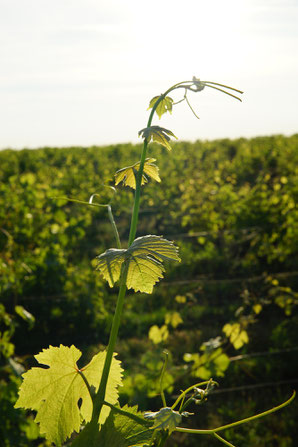 VinoLoire - Vincent Delaby - Excursions privilégiées dans les domaines vignobles du Val de Loire - Visites découverte en gyropode