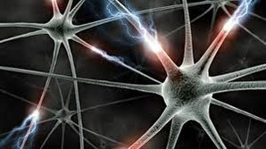 Les neurones, vaste réseau de communication.
