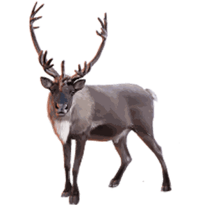 Image animaux detourée transparent sur fond blanc rennes caribou reindeerpng