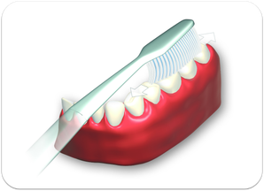 1. Kauflächen der Zähne inks und rechts, oben und unten putzen. (© proDente e.V.)