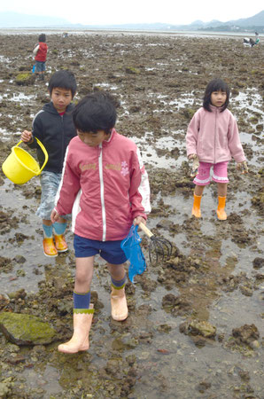 曇り・北風・低温にも負けず、元気に潮干狩りを続ける子どもたち=名蔵湾、14日午後2時ごろ。