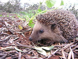 Der europäische Igel hält einen andauernden Winterschlaf mit Unterbrechungen. Q: Wikipedia GNU Free Documentation License 1.2, Gibe.