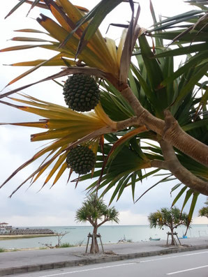 沖縄のパイナップルとアダンとタコ Binco Hasegawa ページ