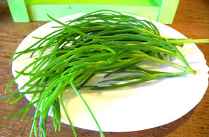 Meerfenchel-Crithmum maritimum
