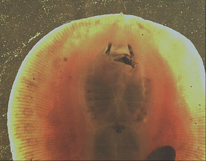 freshwater ray gnawing on an insect
