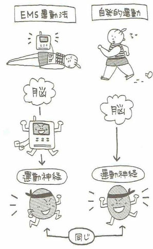 EMS運動法