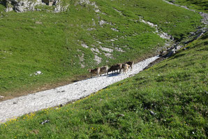 Klettern, Moor, Moorphium, Alpstein, Zustieg
